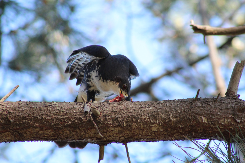 Black Sparrowhawk