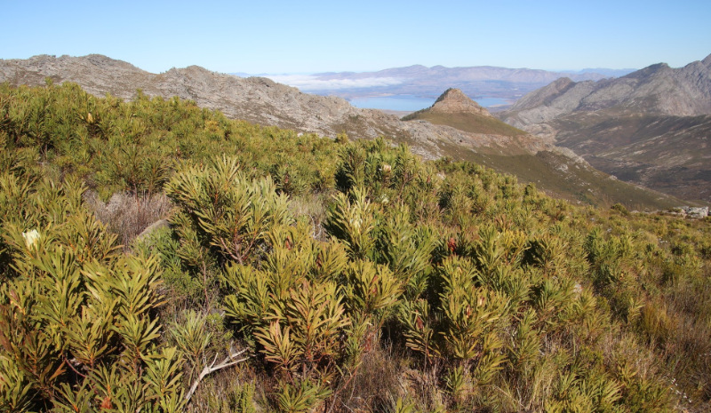 common sugarbush cape town