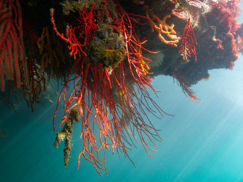corals