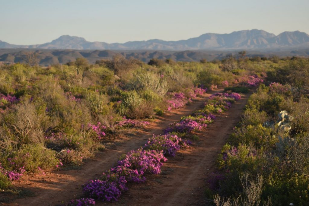 Oudtshoorn veld in spring