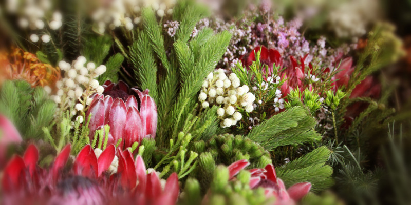 fynbos families