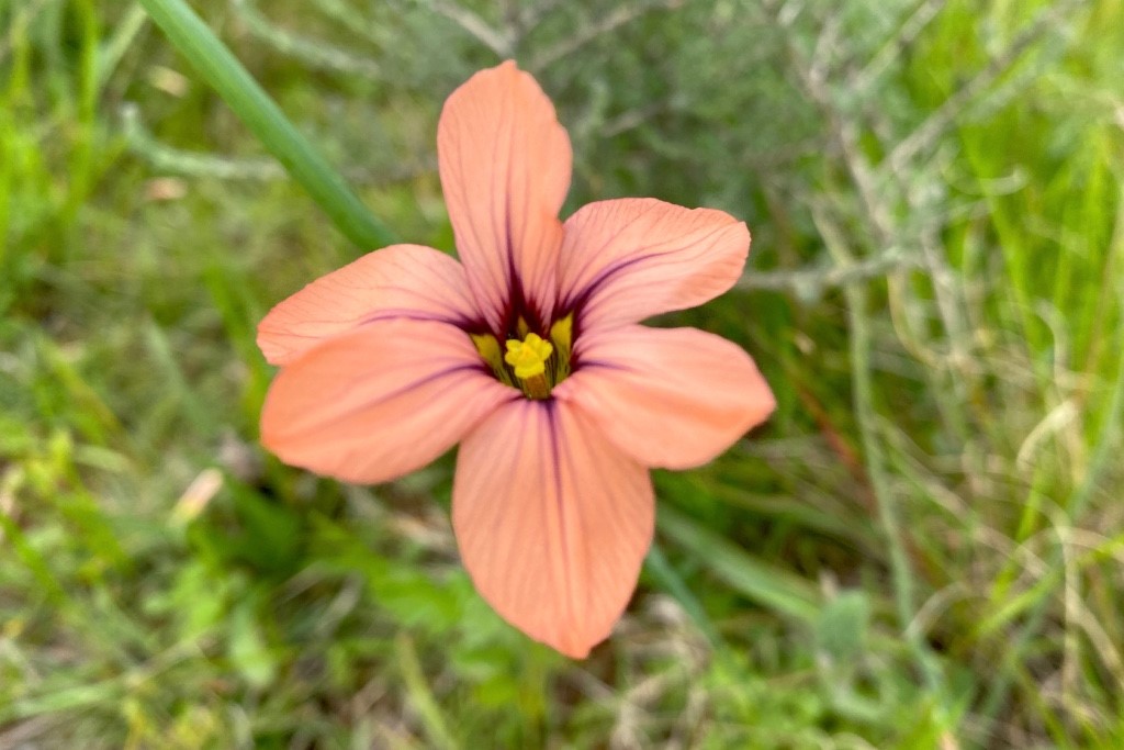 Shaggy Froetang
Shaggy Froetang Wildflower at Darling Renosteveld Reserve