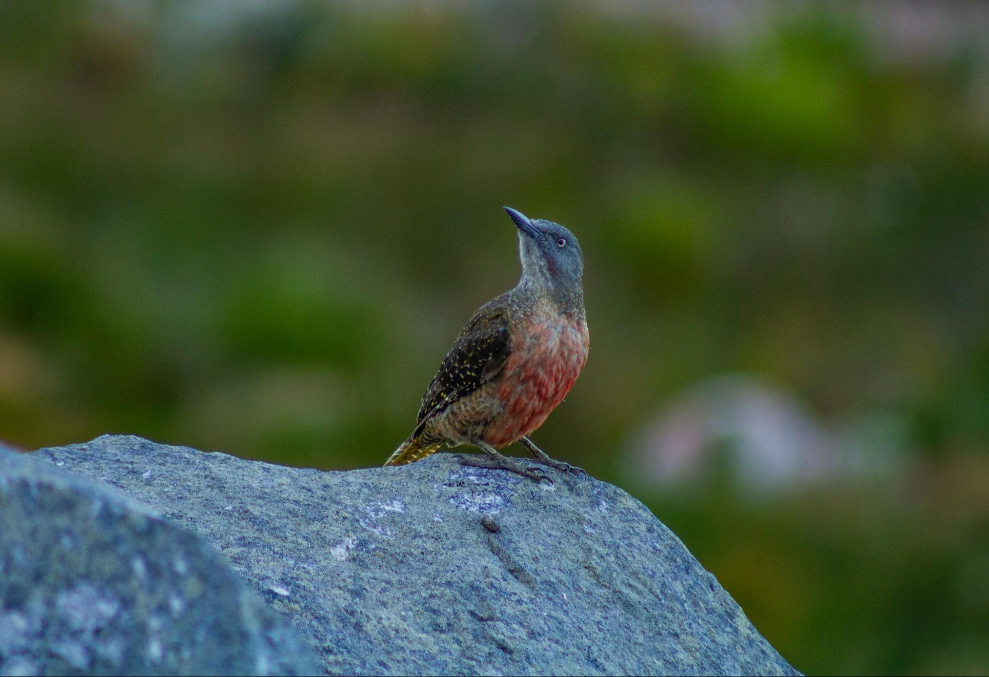 ground woodpecker