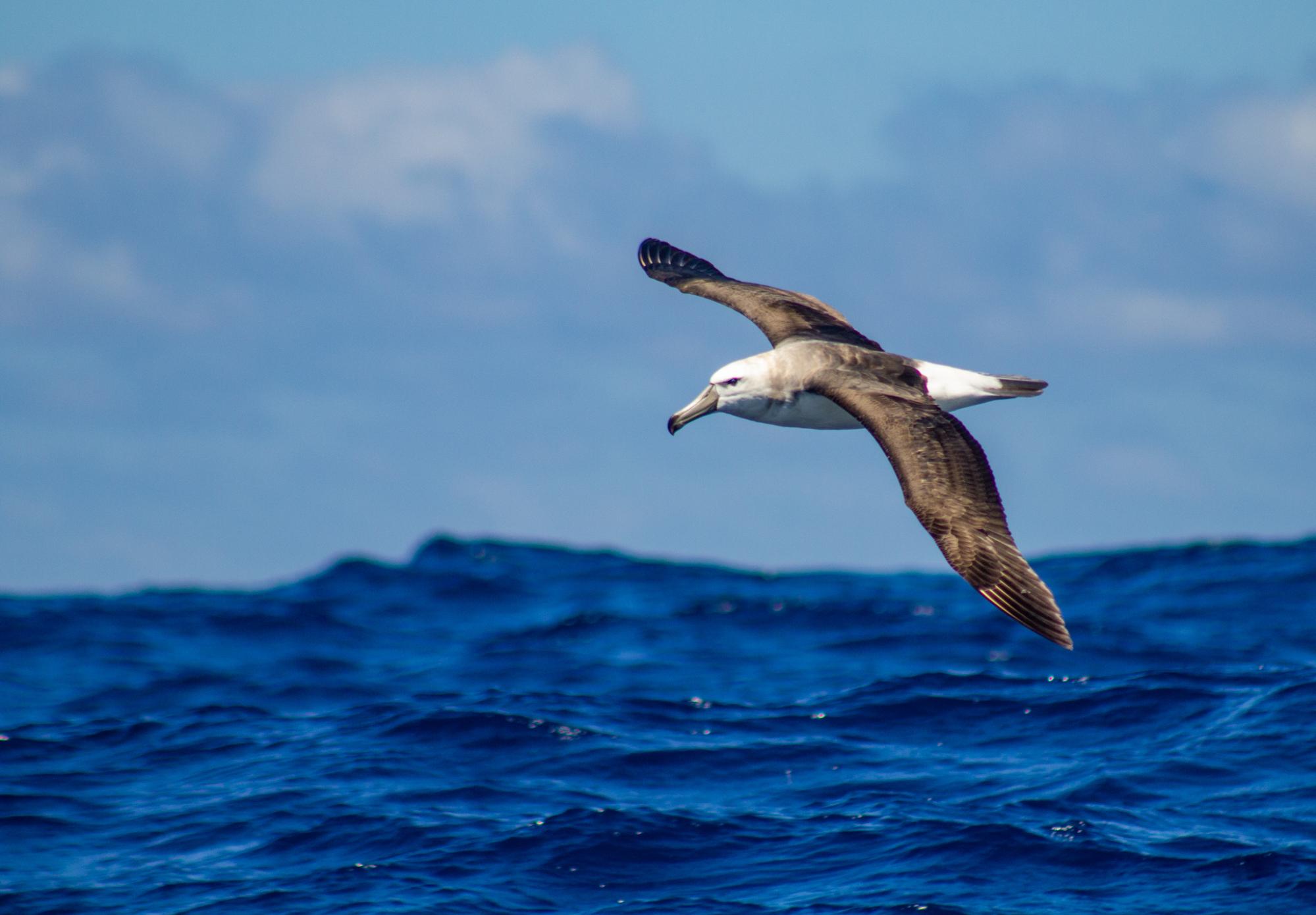 shy albatross