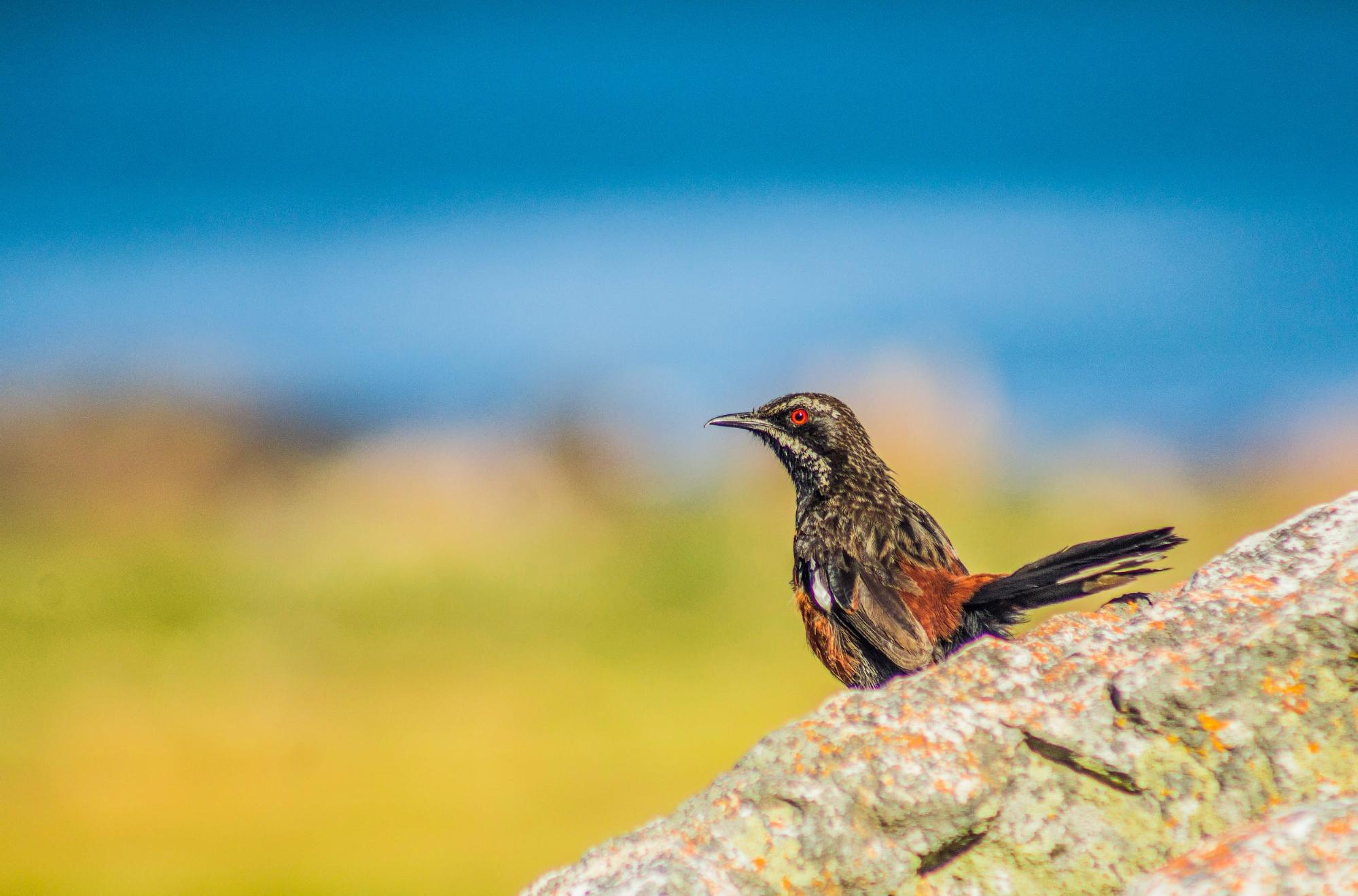 cape rockjumper