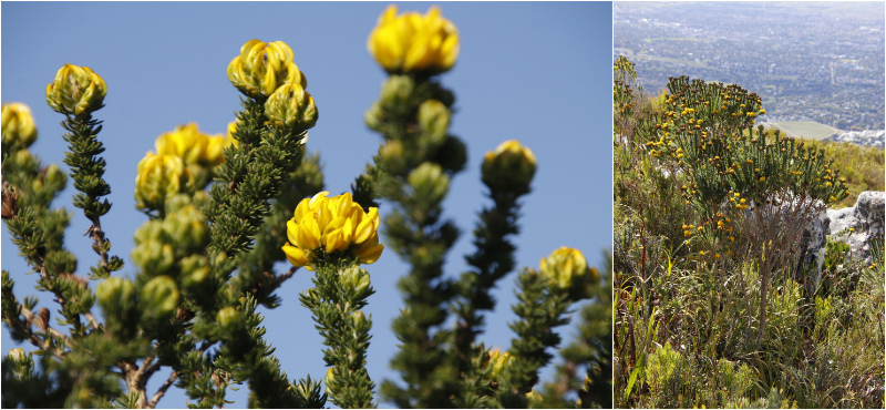 Heady Capegorse