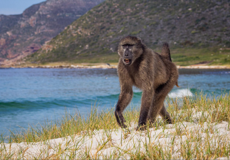 A young chacma baboon visiting the beach at Buffels Bay