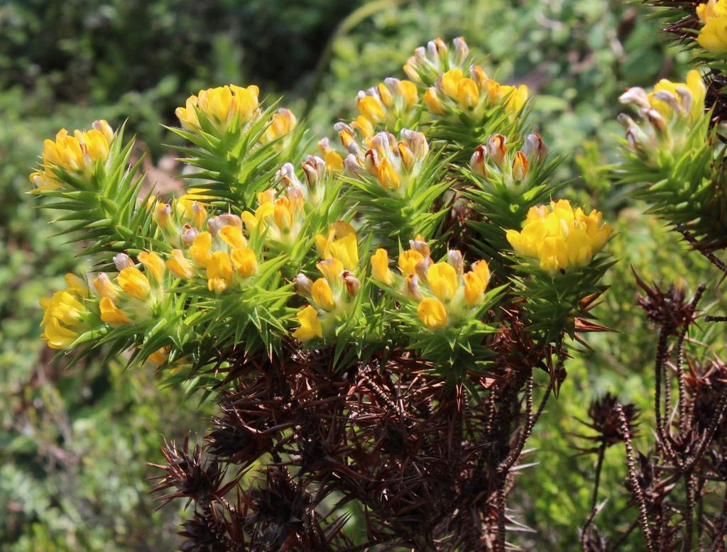 Beard Capegorse