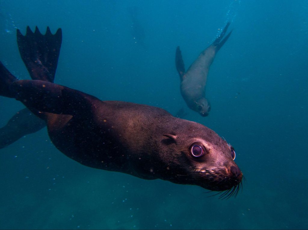 The eyes of the Cape fur seal expand underwater to let in more light when they dive deep