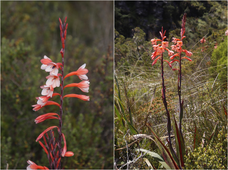 Table Mountain Watsonia