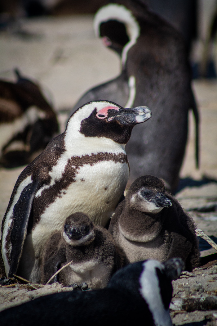 african penguins and their chicks