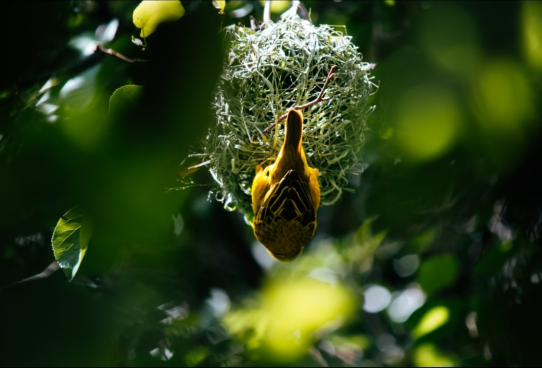 a weaver bird at its nest