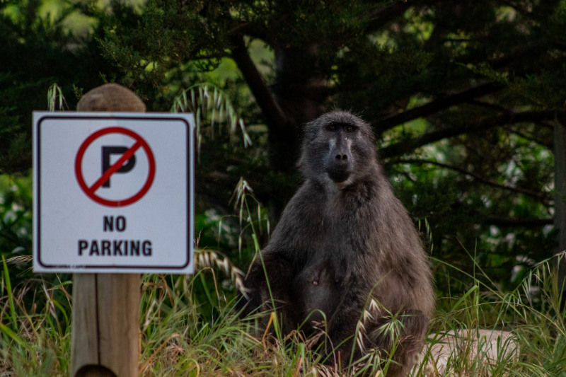 Chacma Baboon sitting near a no parking sign