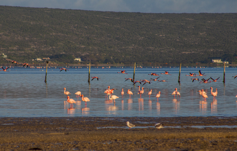 birdwatching on the west coast