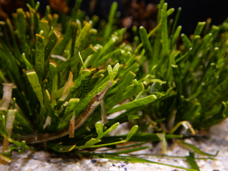 Longsnout Pipefish