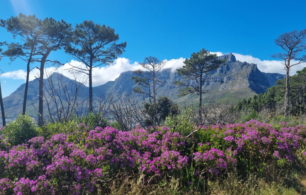 Table Mountain viewed from Signal Hill