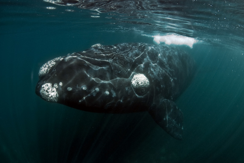 Southern Right Whale