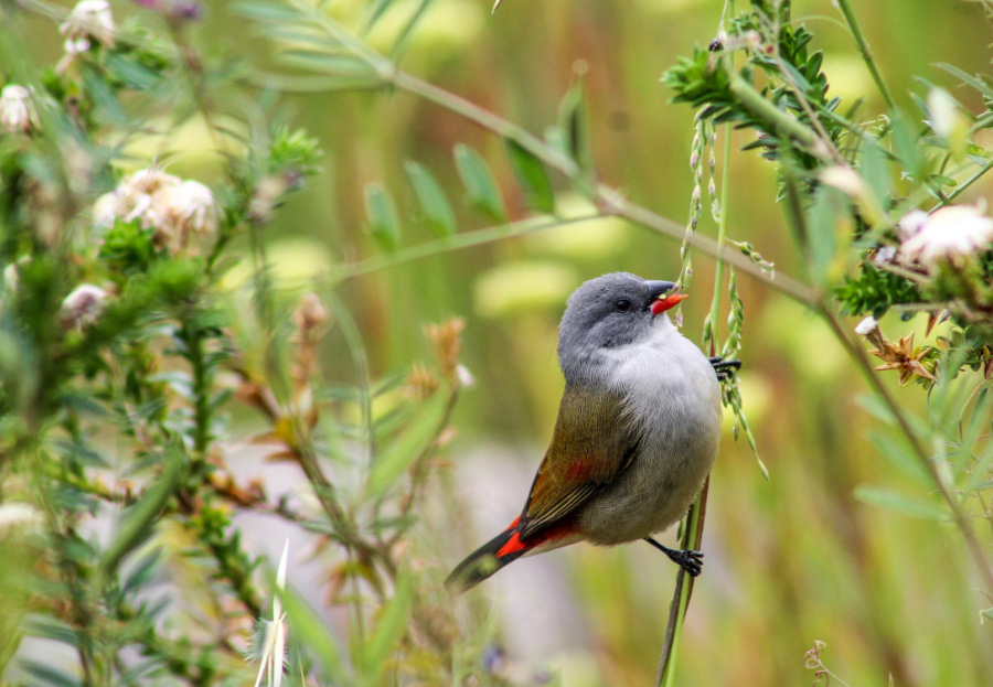 birds in Cape Town