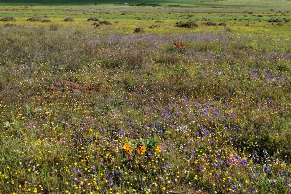 Wildflower tinie versveld reserve colours